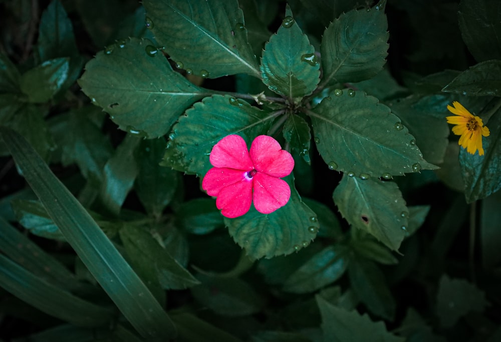 uma flor rosa sentada em cima de folhas verdes