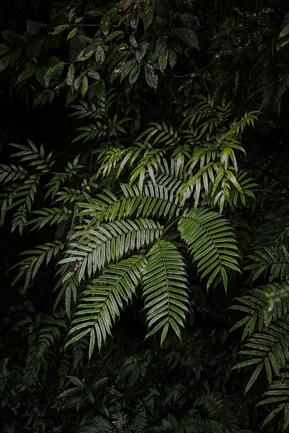 a close up of a plant with lots of leaves