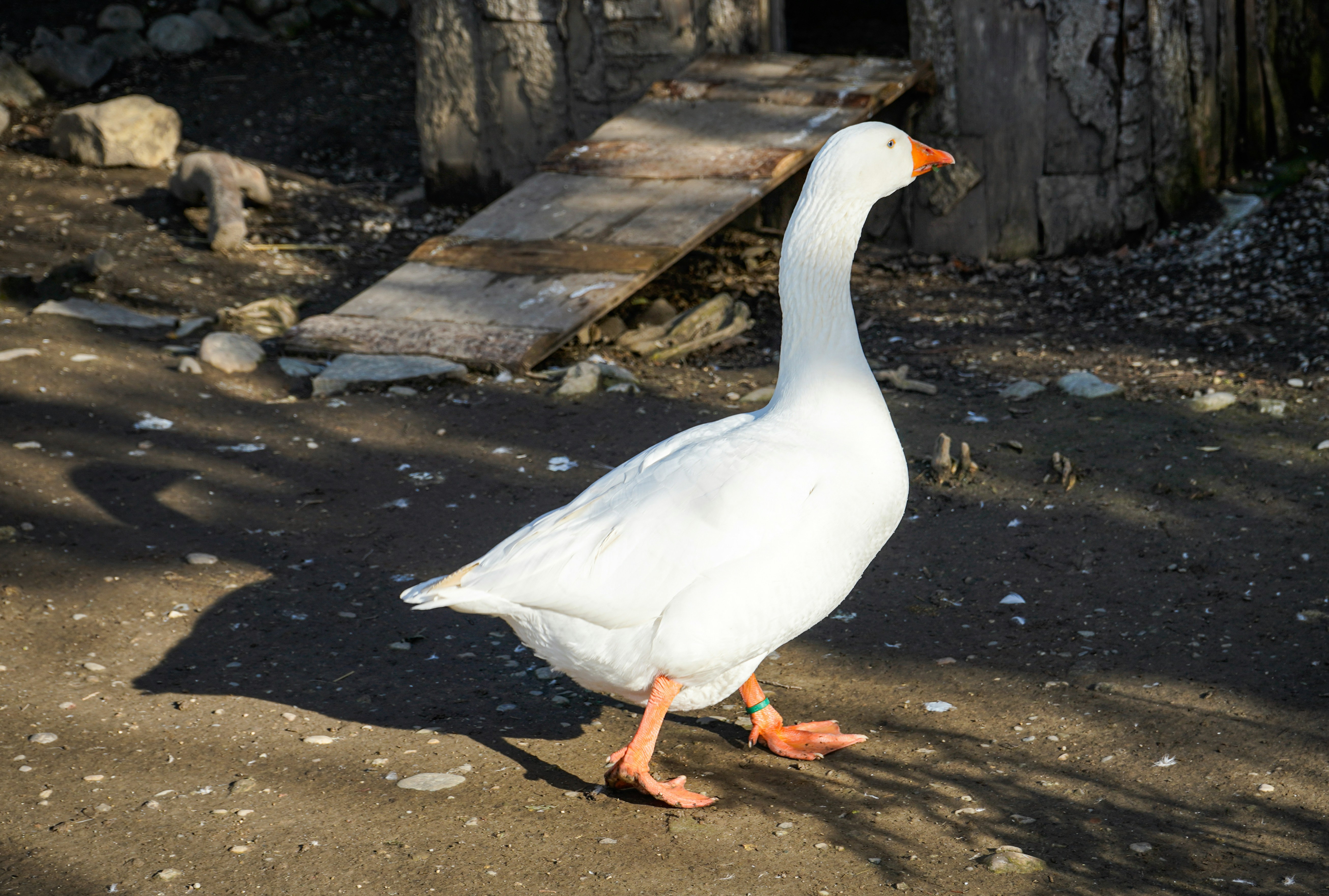 Domestic Goose