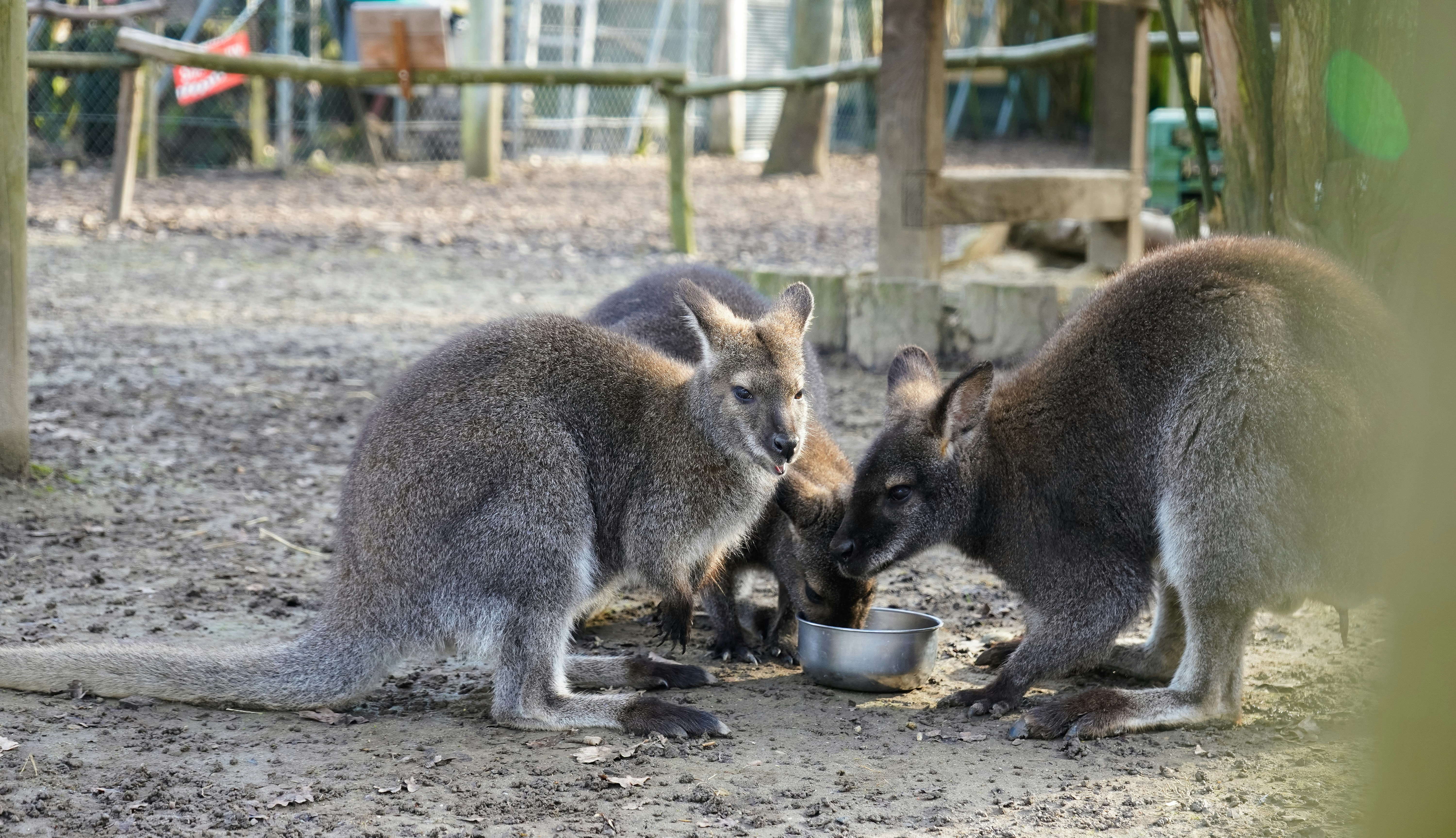 Un par de canguros están comiendo de un tazón