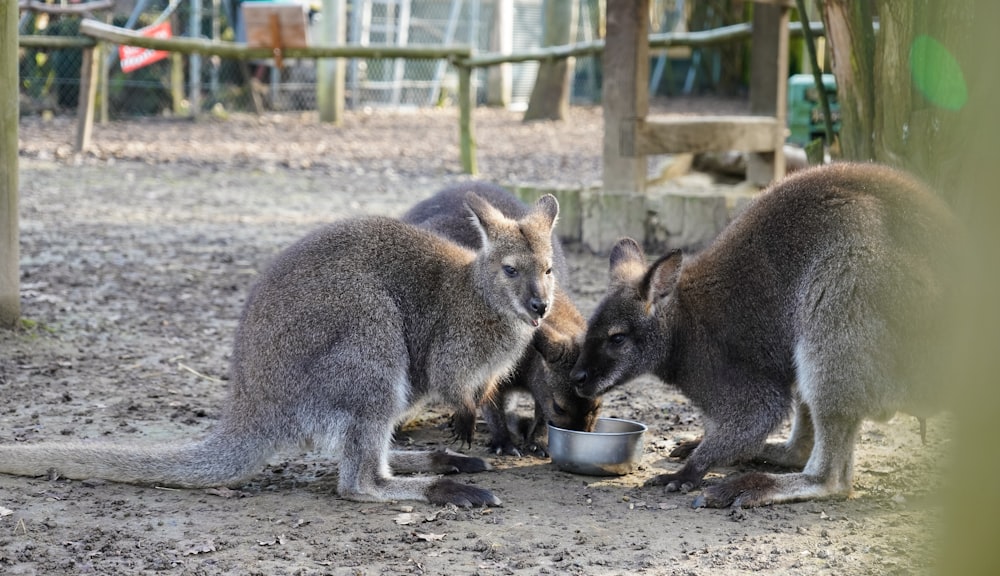a couple of kangaroos are eating out of a bowl