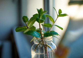 Fresh herbal leaves arranged beside a glass jar of herbal supplements with soft natural lighting.
