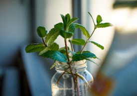 A glass jar holds fresh green mint leaves against a softly blurred background, accentuated by warm natural light. The jar has a clear and simple design, enhancing the visibility of the vibrant mint leaves inside.