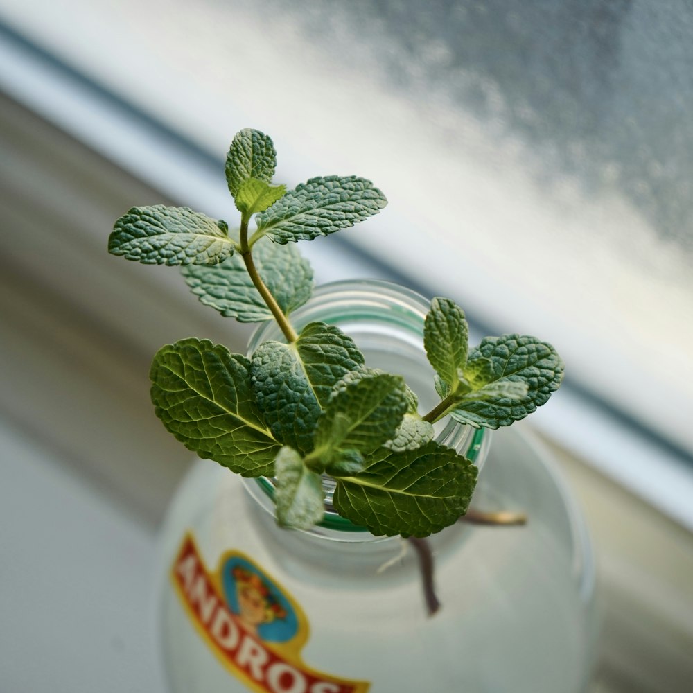 a green plant in a clear glass vase