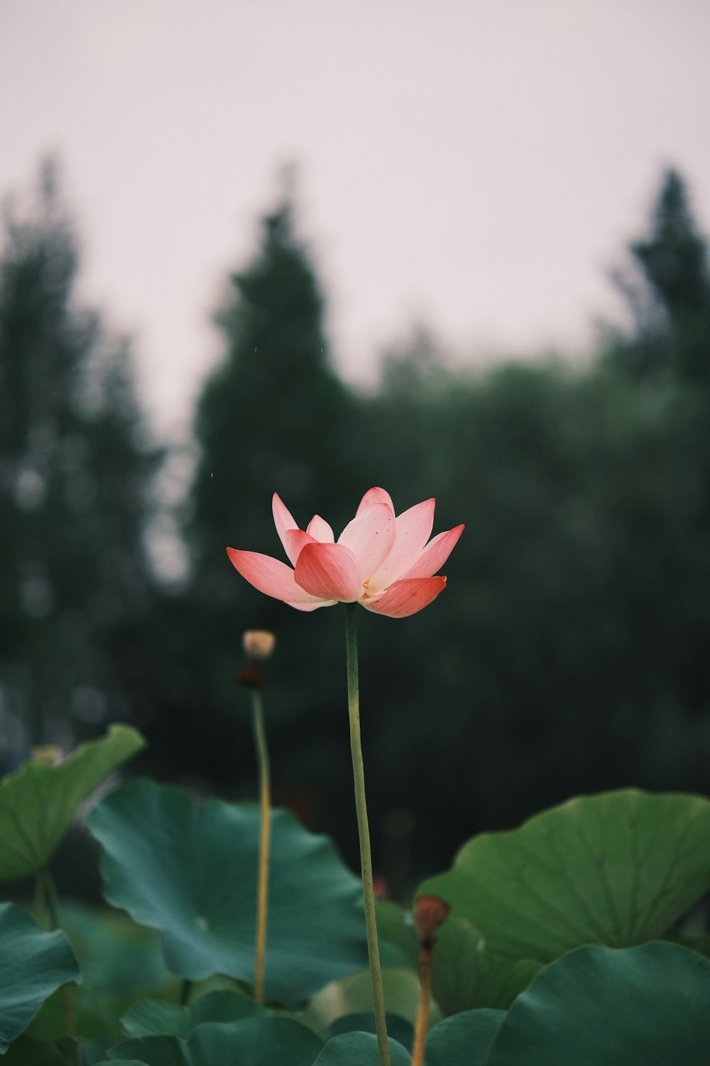 a pink lotus flower is blooming in a garden