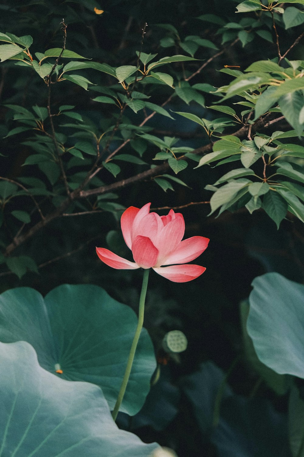 a pink flower sitting on top of a lush green leaf covered forest