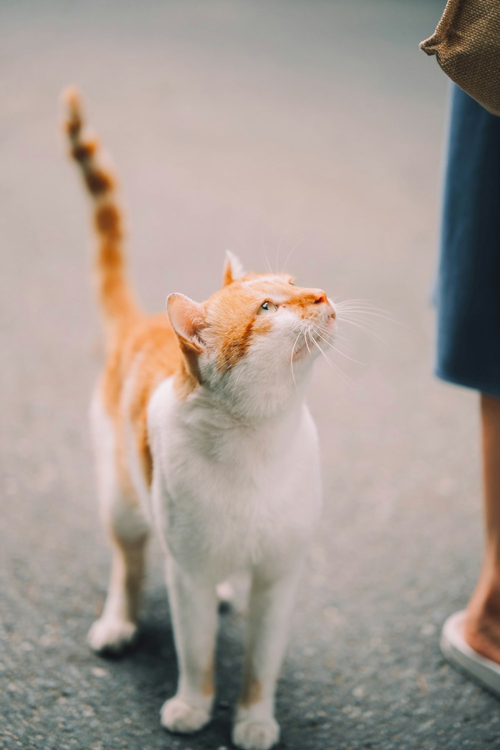 an orange and white cat standing next to a person