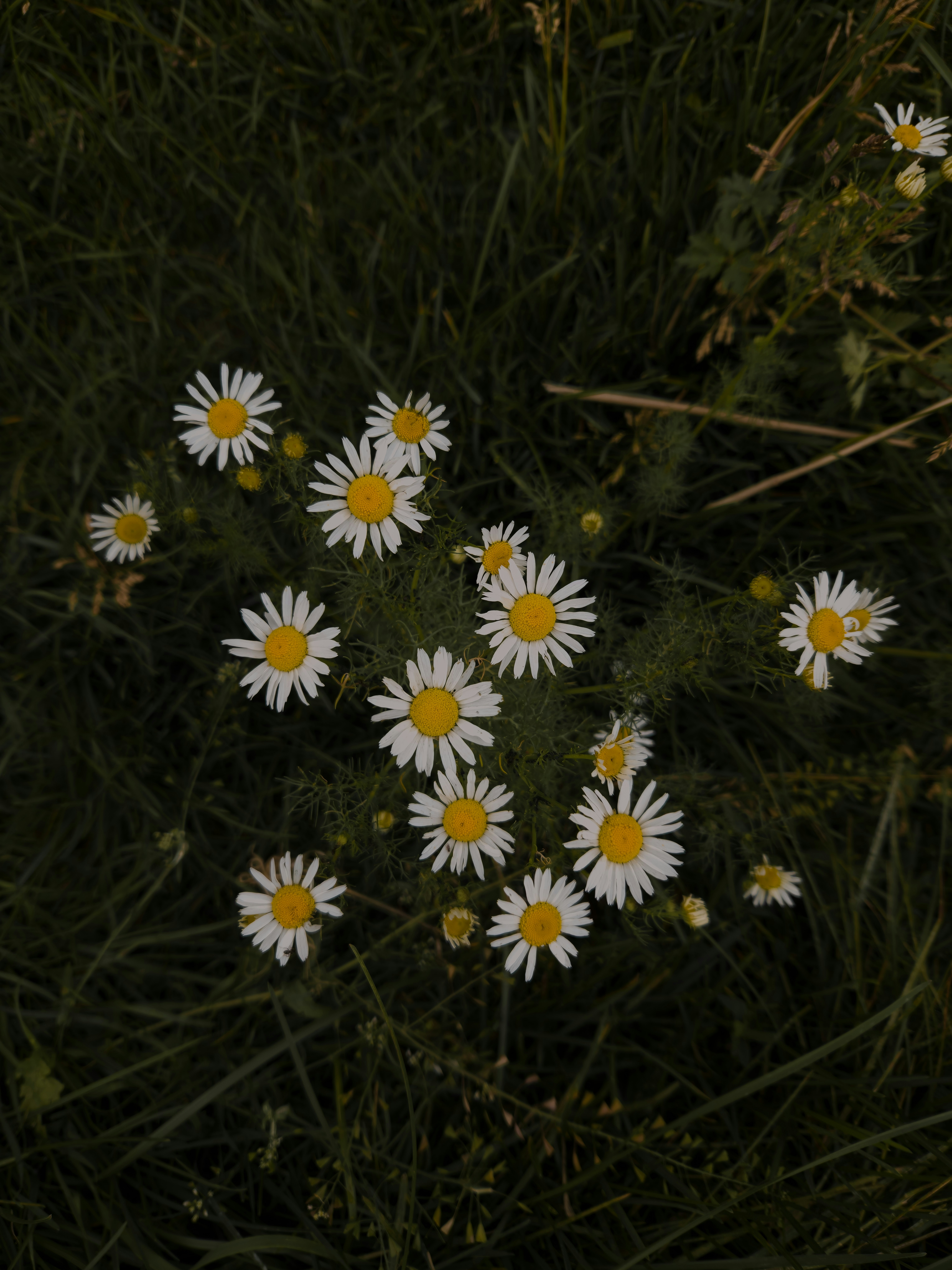 A bunch of daisies that are in the grass photo Free Daisy Image on