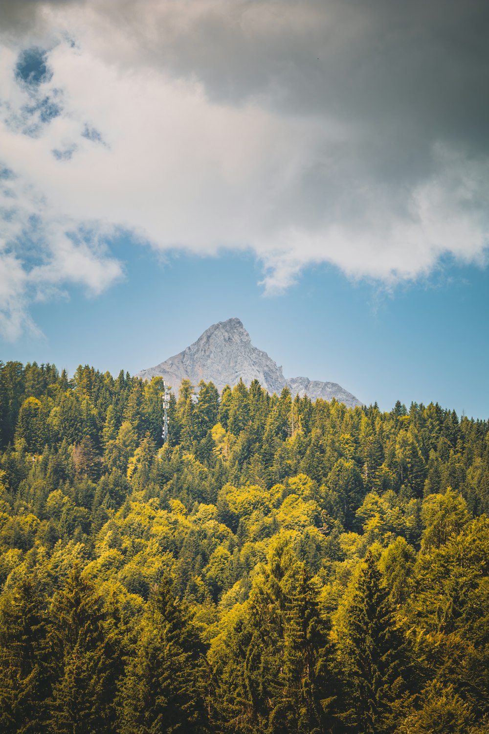 Blick auf einen Wald mit einem Berg im Hintergrund