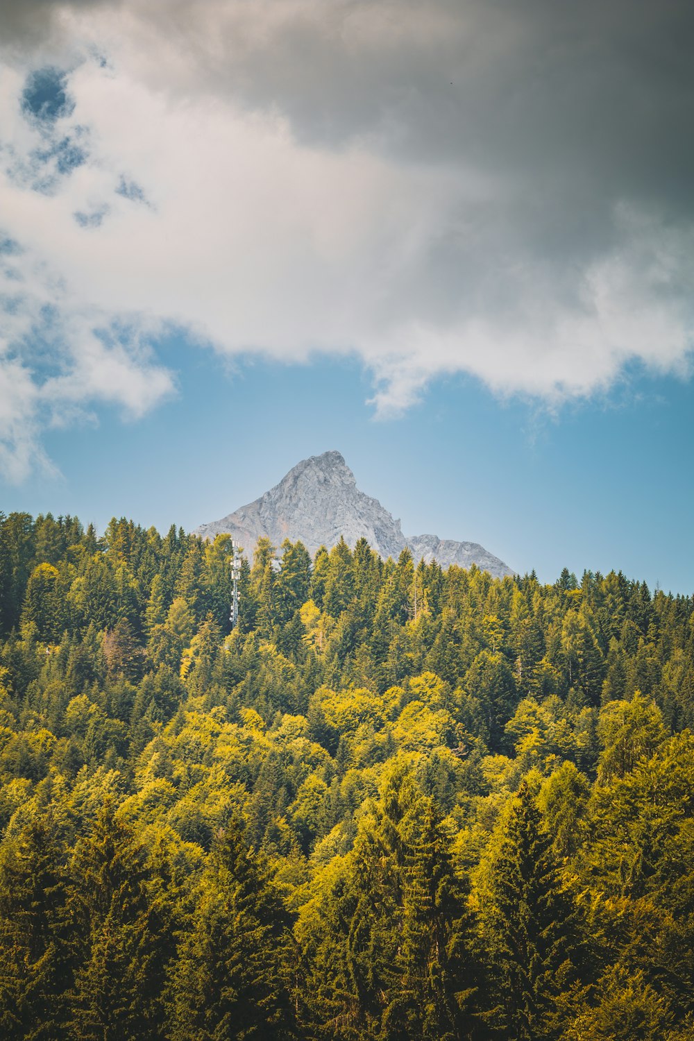 a view of a forest with a mountain in the background