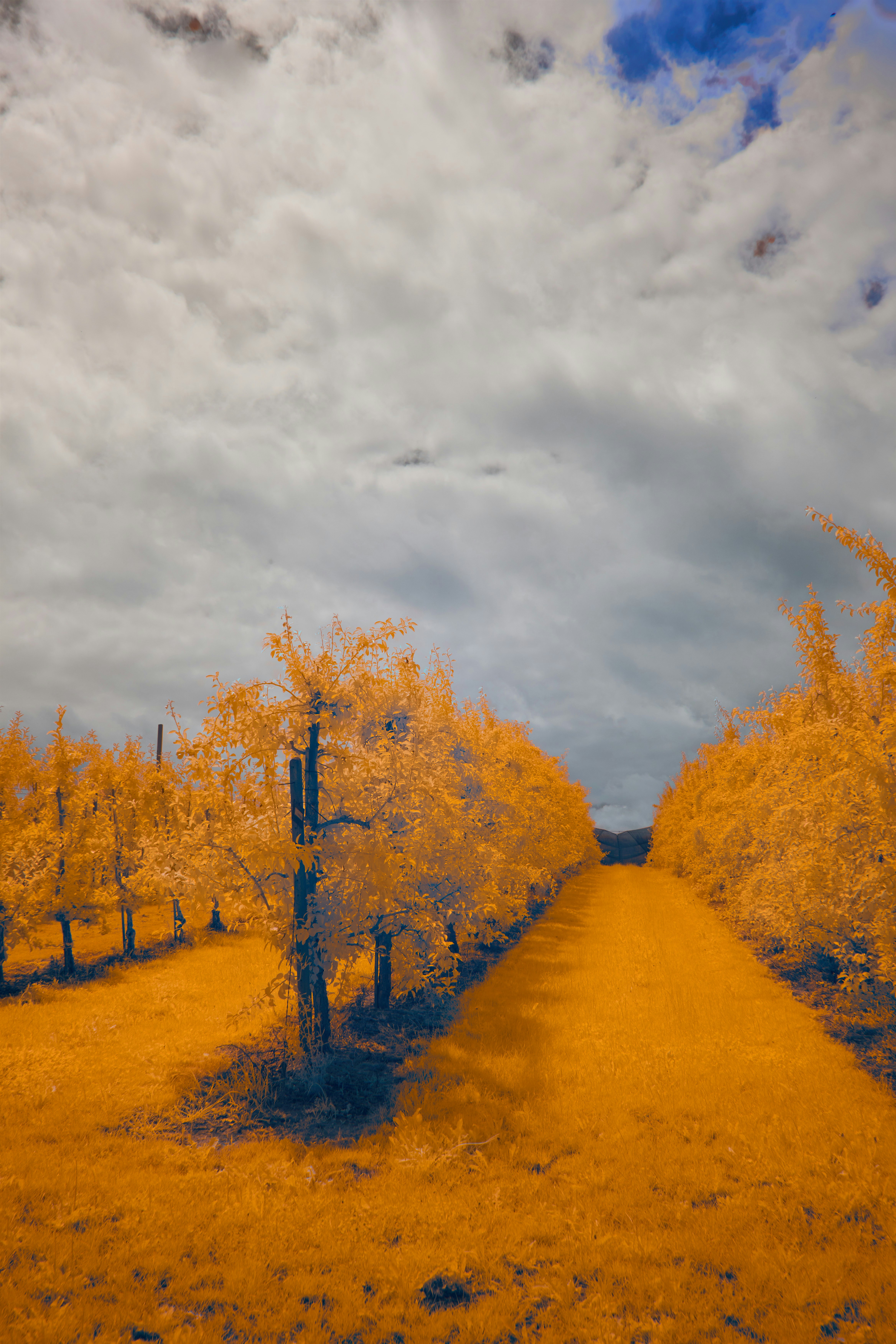 Photo by wolfgang_hasselmann