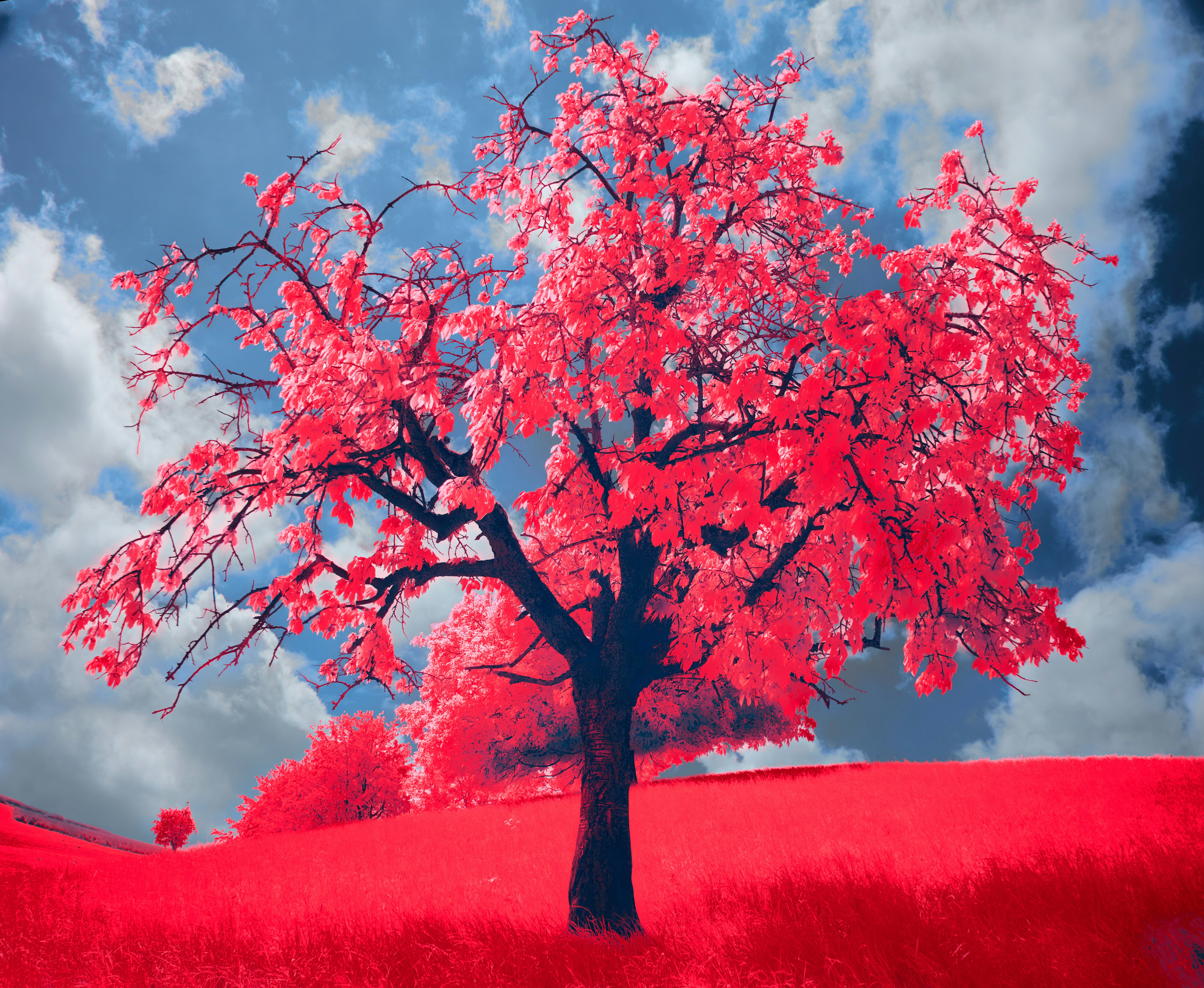 Photo by wolfgang_hasselmann