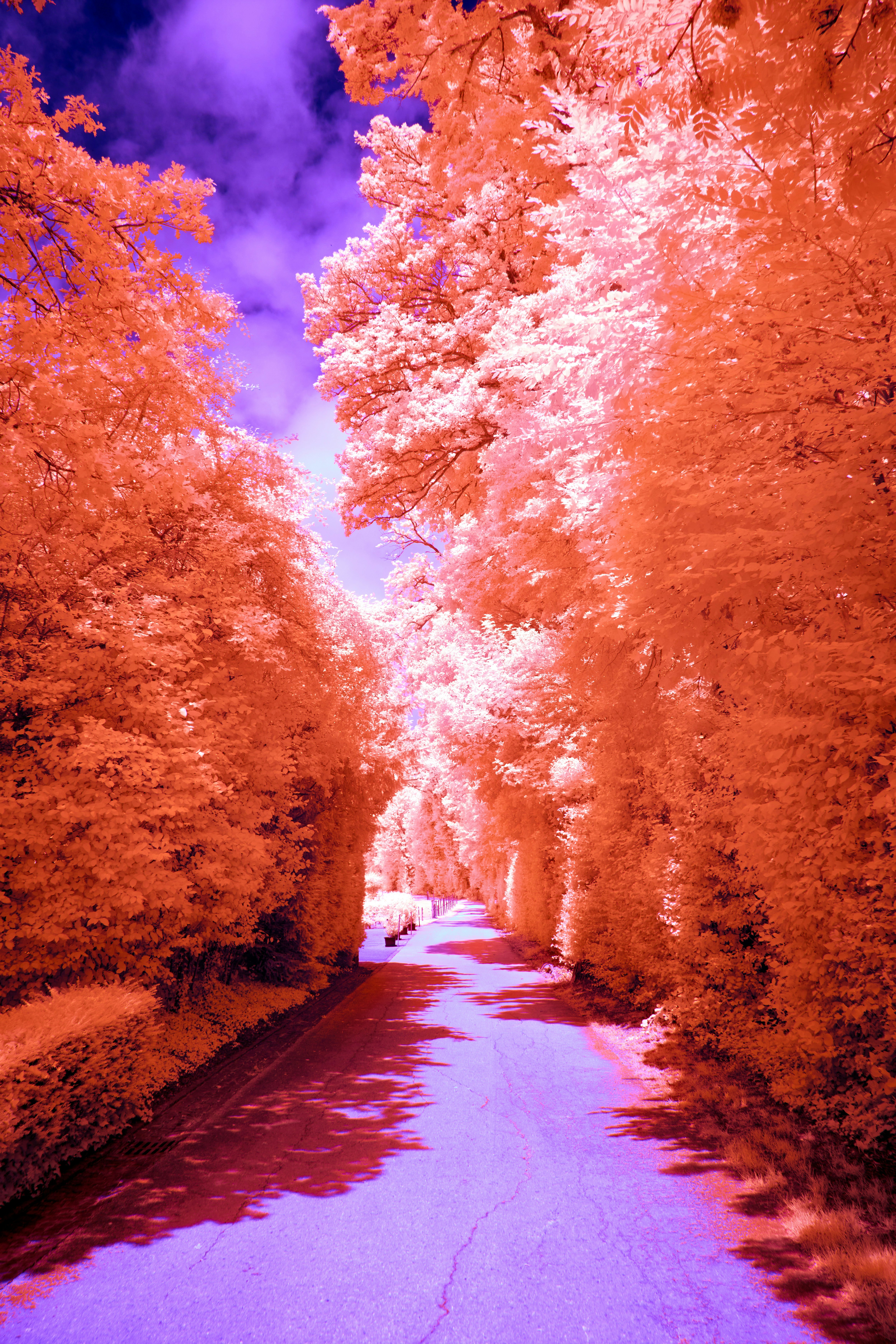 Photo by wolfgang_hasselmann