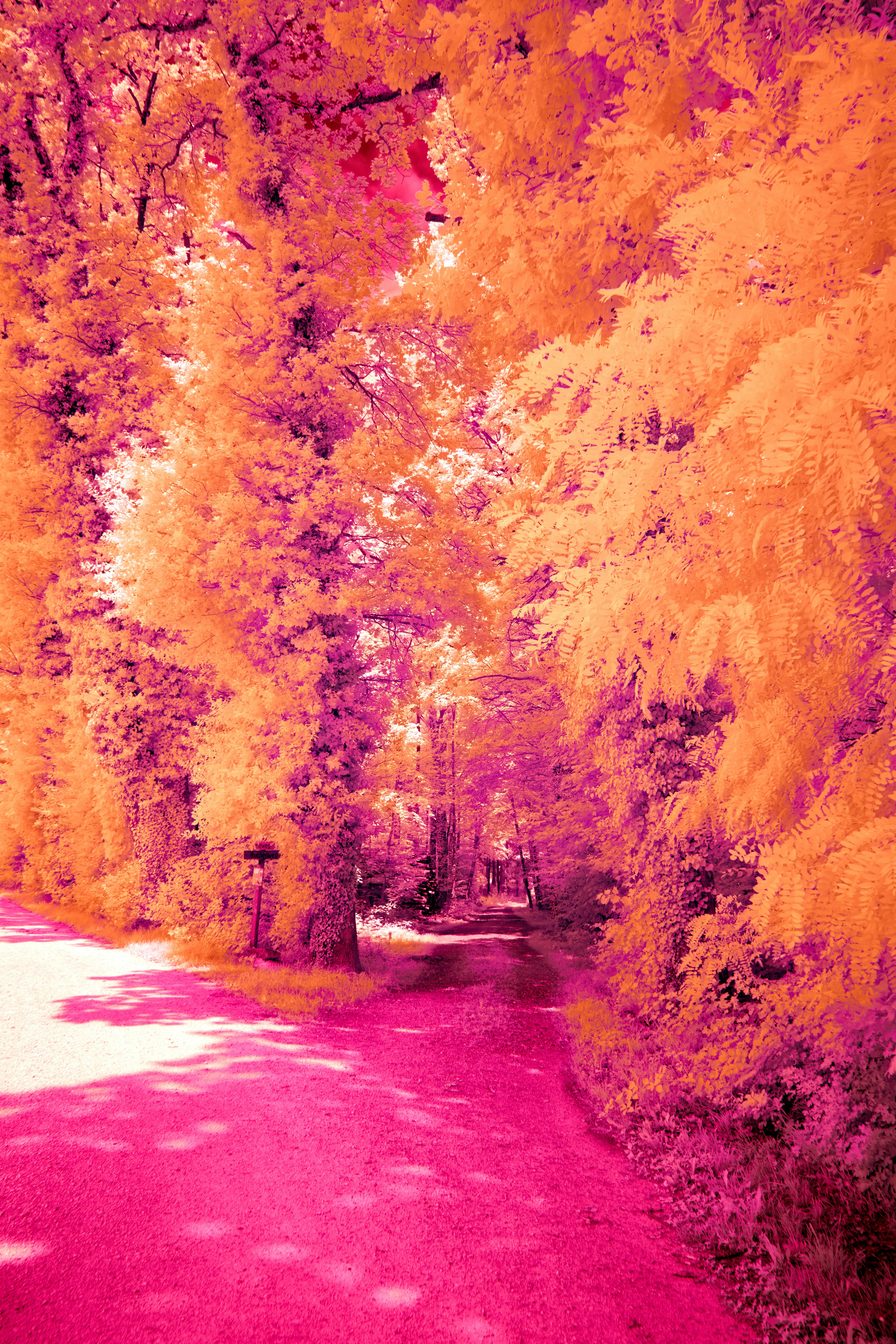 Photo by wolfgang_hasselmann