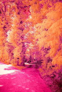 a red and yellow infrared image of a tree lined road