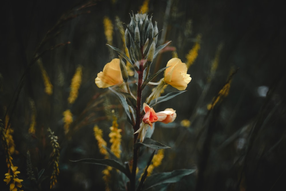 a close up of a plant with yellow flowers