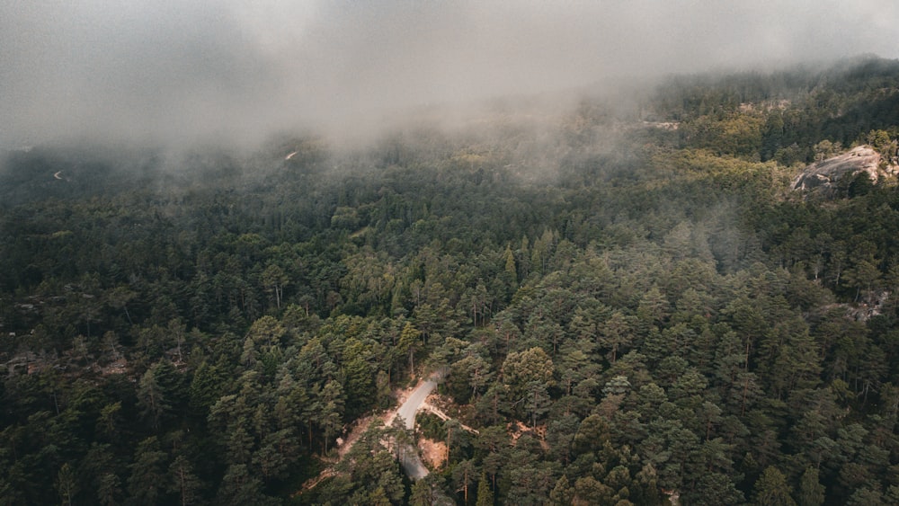 an aerial view of a forest with a road in the middle