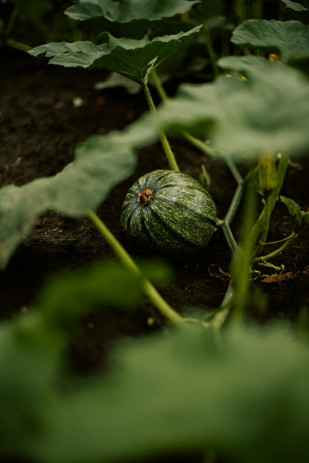 a green gourd sitting in the middle of a garden