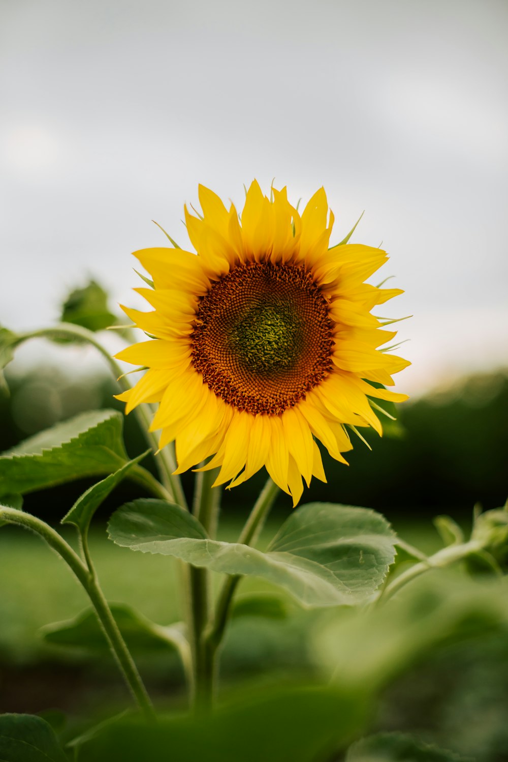 a large sunflower in a field of green grass