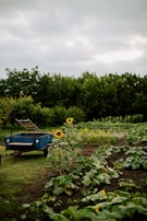 A lush garden setting features rows of green leafy vegetables and vibrant sunflowers. In the foreground, two tall sunflowers stand amidst the crops, adding a pop of yellow. A blue wheelbarrow or small trailer with a metal frame and open bed is positioned to the left, parked on the grass. Dense green trees provide a backdrop under an overcast sky.