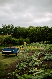 A lush garden setting features rows of green leafy vegetables and vibrant sunflowers. In the foreground, two tall sunflowers stand amidst the crops, adding a pop of yellow. A blue wheelbarrow or small trailer with a metal frame and open bed is positioned to the left, parked on the grass. Dense green trees provide a backdrop under an overcast sky.
