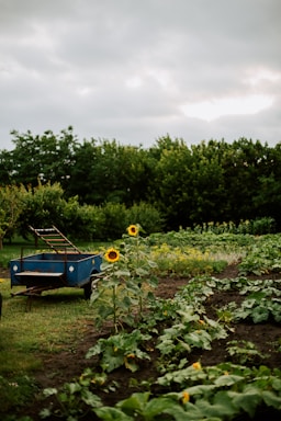 A lush garden setting features rows of green leafy vegetables and vibrant sunflowers. In the foreground, two tall sunflowers stand amidst the crops, adding a pop of yellow. A blue wheelbarrow or small trailer with a metal frame and open bed is positioned to the left, parked on the grass. Dense green trees provide a backdrop under an overcast sky.