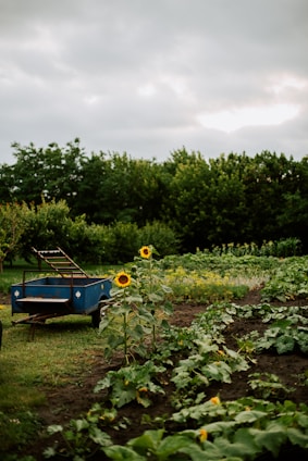 A lush garden setting features rows of green leafy vegetables and vibrant sunflowers. In the foreground, two tall sunflowers stand amidst the crops, adding a pop of yellow. A blue wheelbarrow or small trailer with a metal frame and open bed is positioned to the left, parked on the grass. Dense green trees provide a backdrop under an overcast sky.