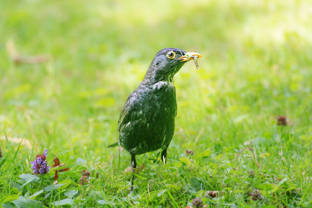 a green bird standing on top of a lush green field