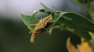 A vibrantly colored grasshopper is perched on a green leaf. The insect displays a pattern of yellow and red spots on its body, with long antennae extending forward. The leaf shows signs of being eaten, with visible bite marks and irregular edges.