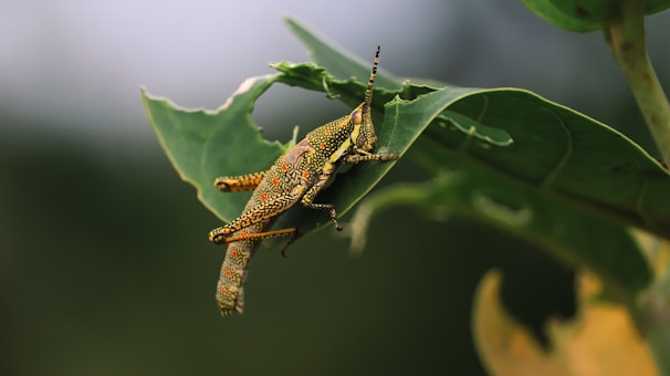 A vibrantly colored grasshopper is perched on a green leaf. The insect displays a pattern of yellow and red spots on its body, with long antennae extending forward. The leaf shows signs of being eaten, with visible bite marks and irregular edges.
