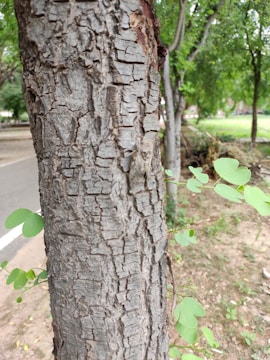 Close-up of a healthy tree trunk with fresh bark after treatment.