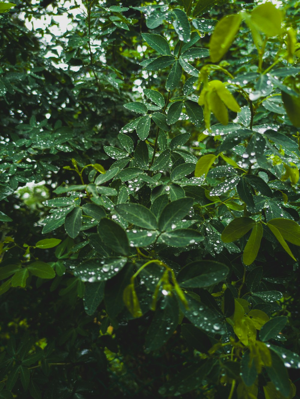 a tree with lots of green leaves in the rain
