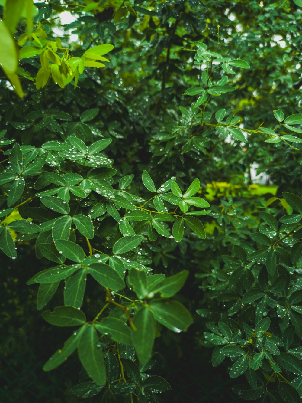 a tree with lots of green leaves in the rain
