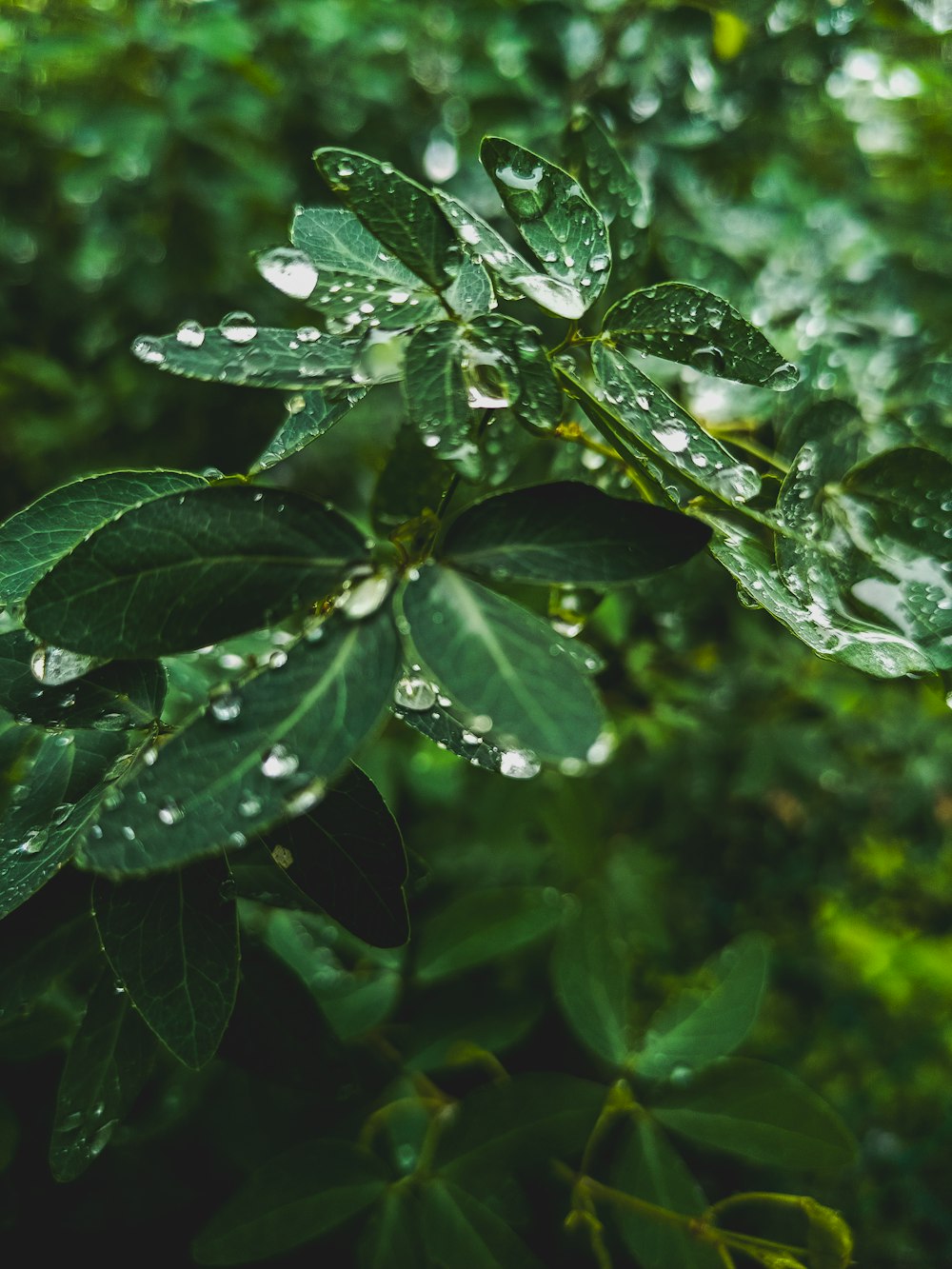 a green leaf with water droplets on it