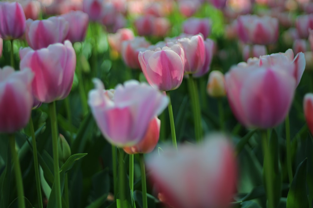 a field of pink tulips with green stems