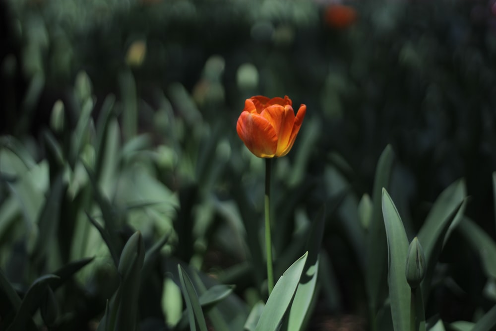 a single orange tulip in a field of green grass