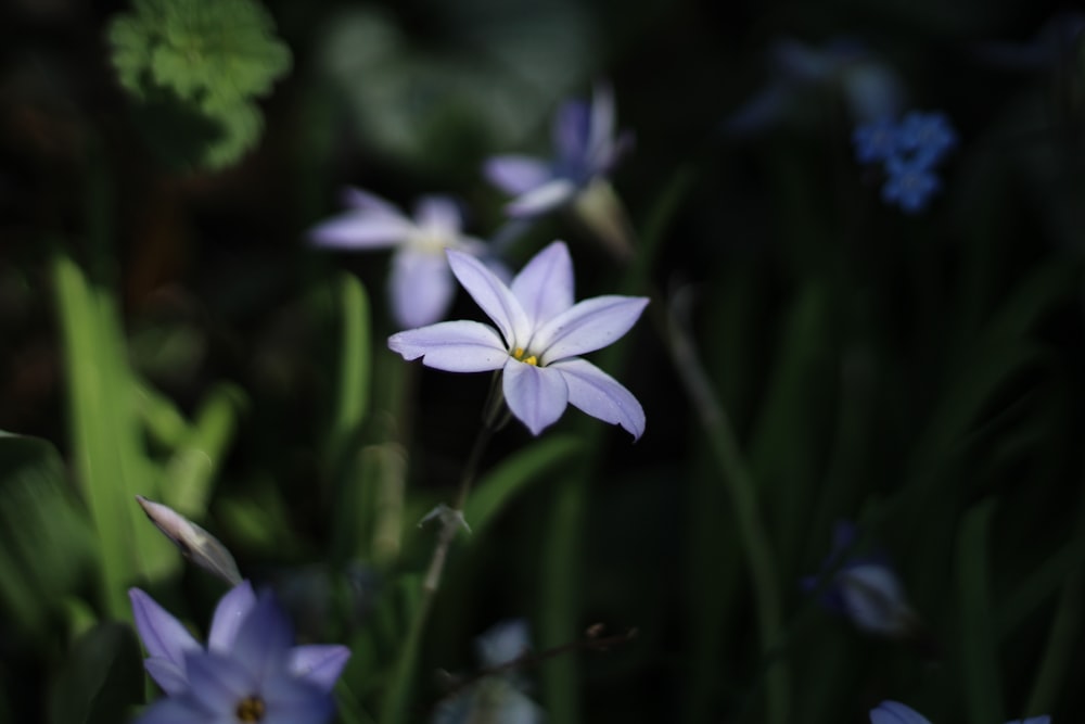 a group of flowers that are in the grass