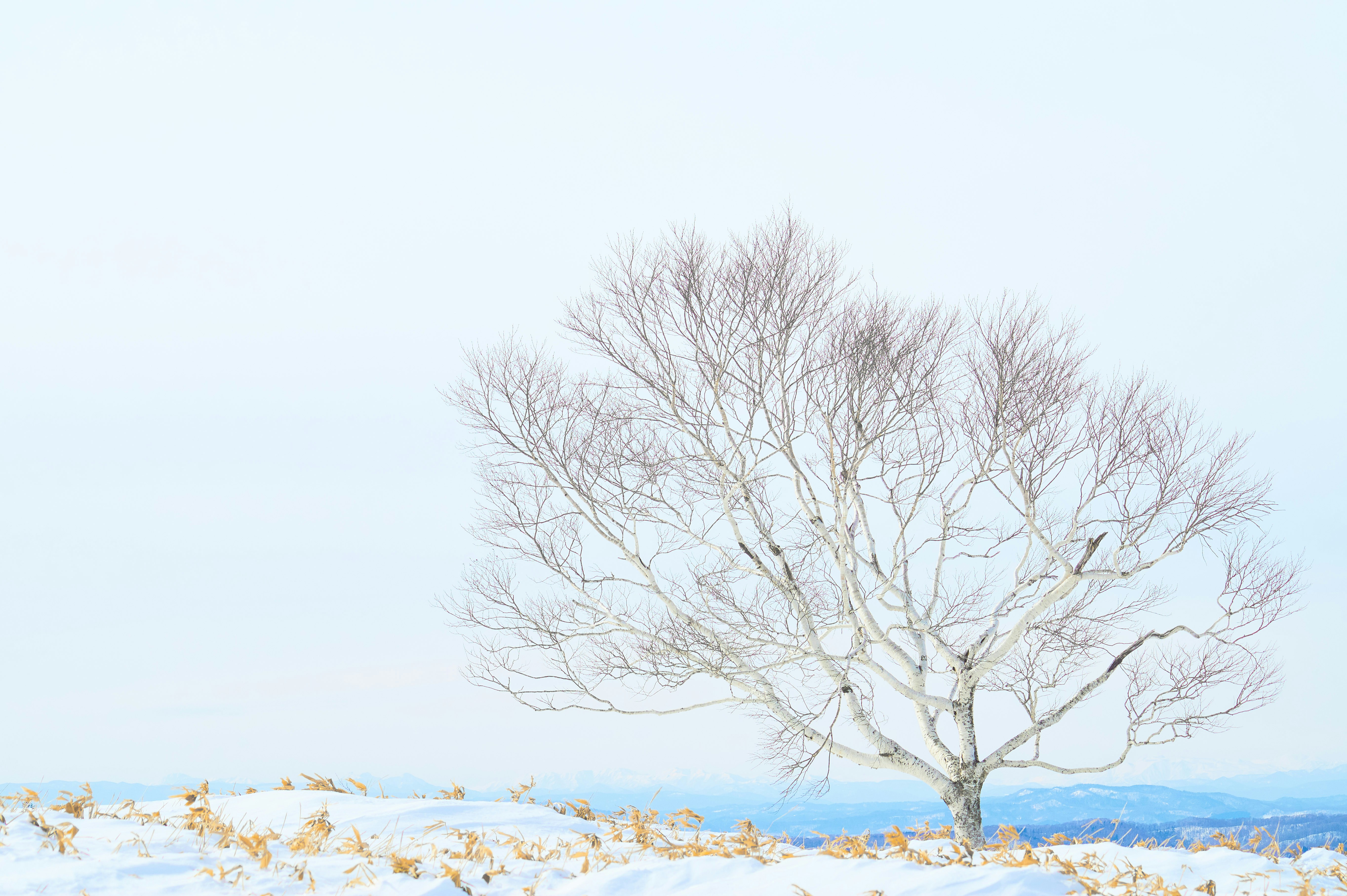 Photo by da_shika_photo