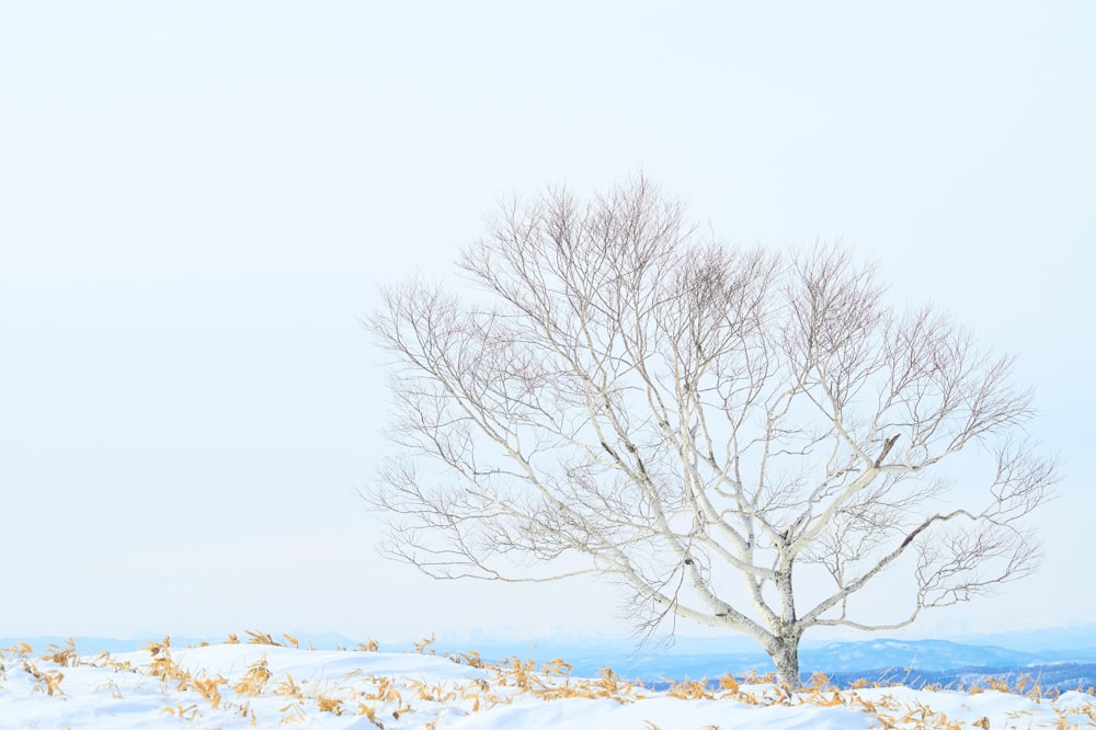 a lone tree in the middle of a snowy field