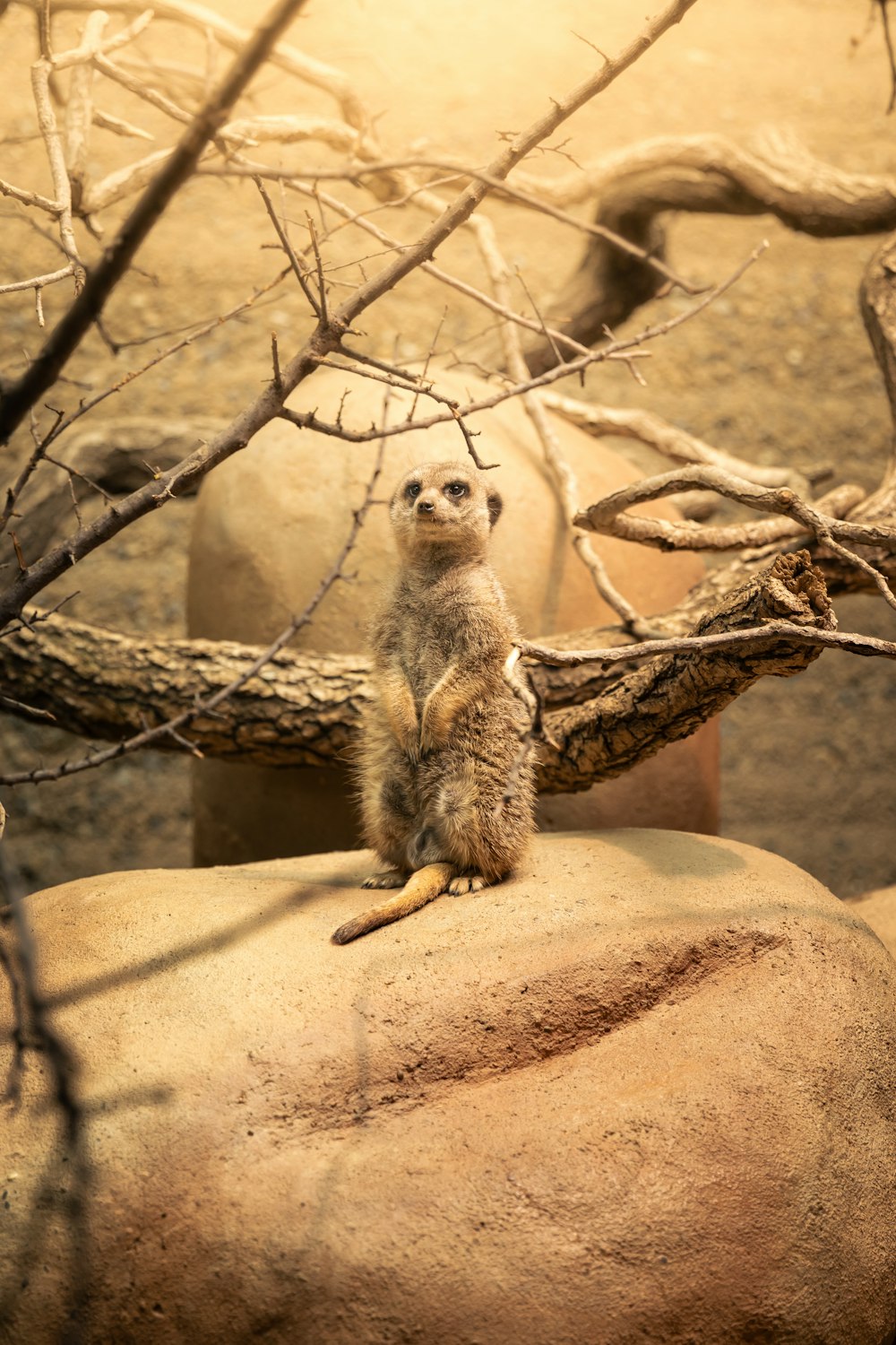 a small animal sitting on top of a rock