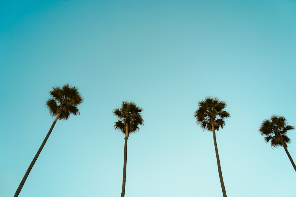 a group of palm trees against a blue sky