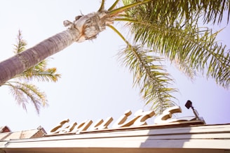 A tall palm tree stretches upwards, its fronds spreading out against a clear sky. Below, a building features a sign with the word 'Esquire' in stylized letters. The overall ambiance suggests a sunny day, possibly in a coastal or tropical location.