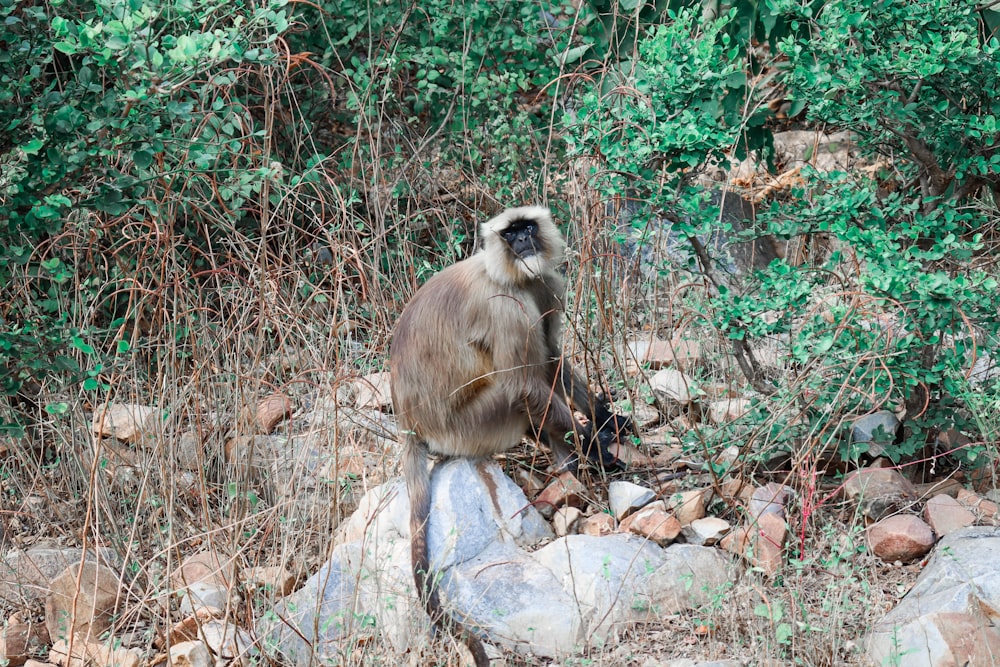 a monkey sitting on a rock in the middle of a forest