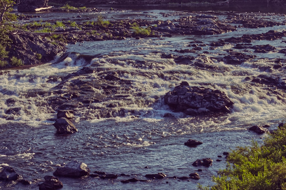 a river running through a lush green forest