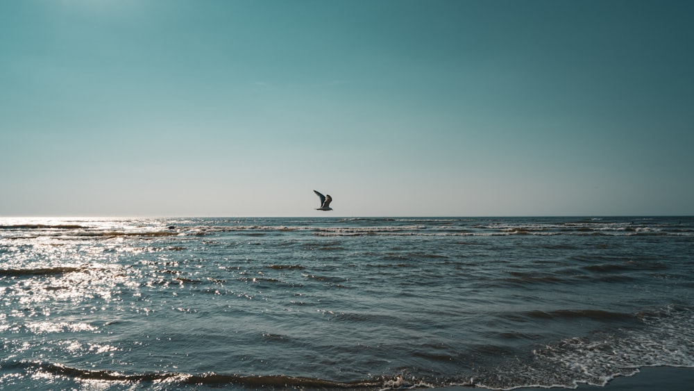 a bird flying over the ocean on a sunny day