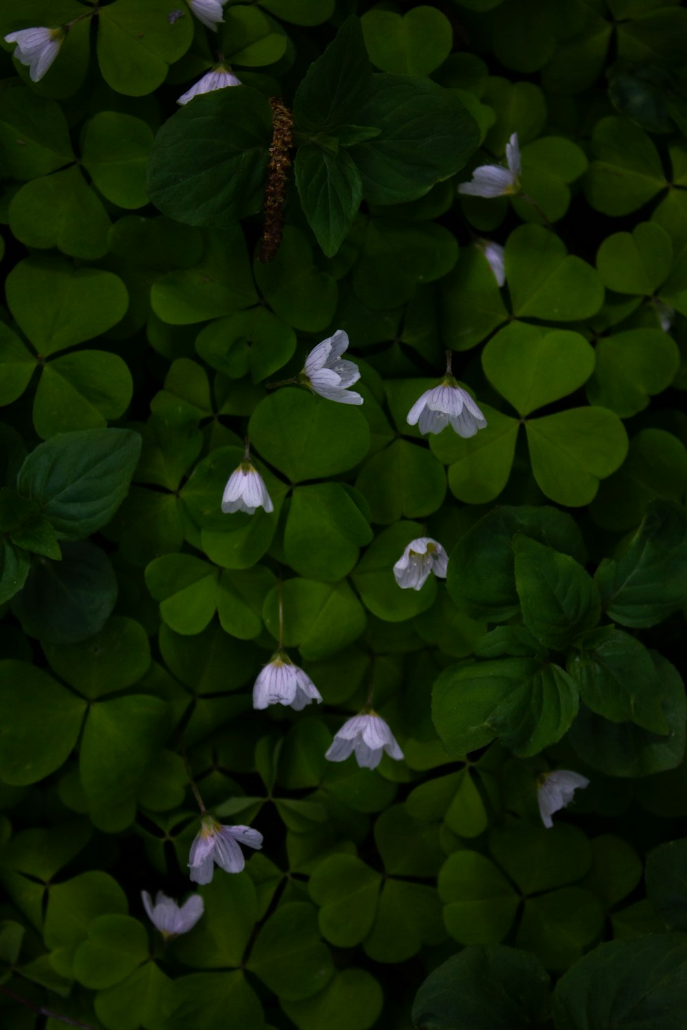 a group of white flowers surrounded by green leaves