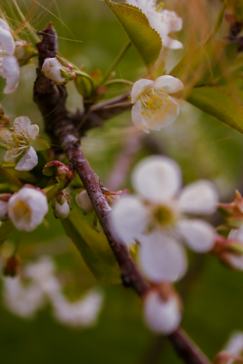 a close up of a tree with white flowers