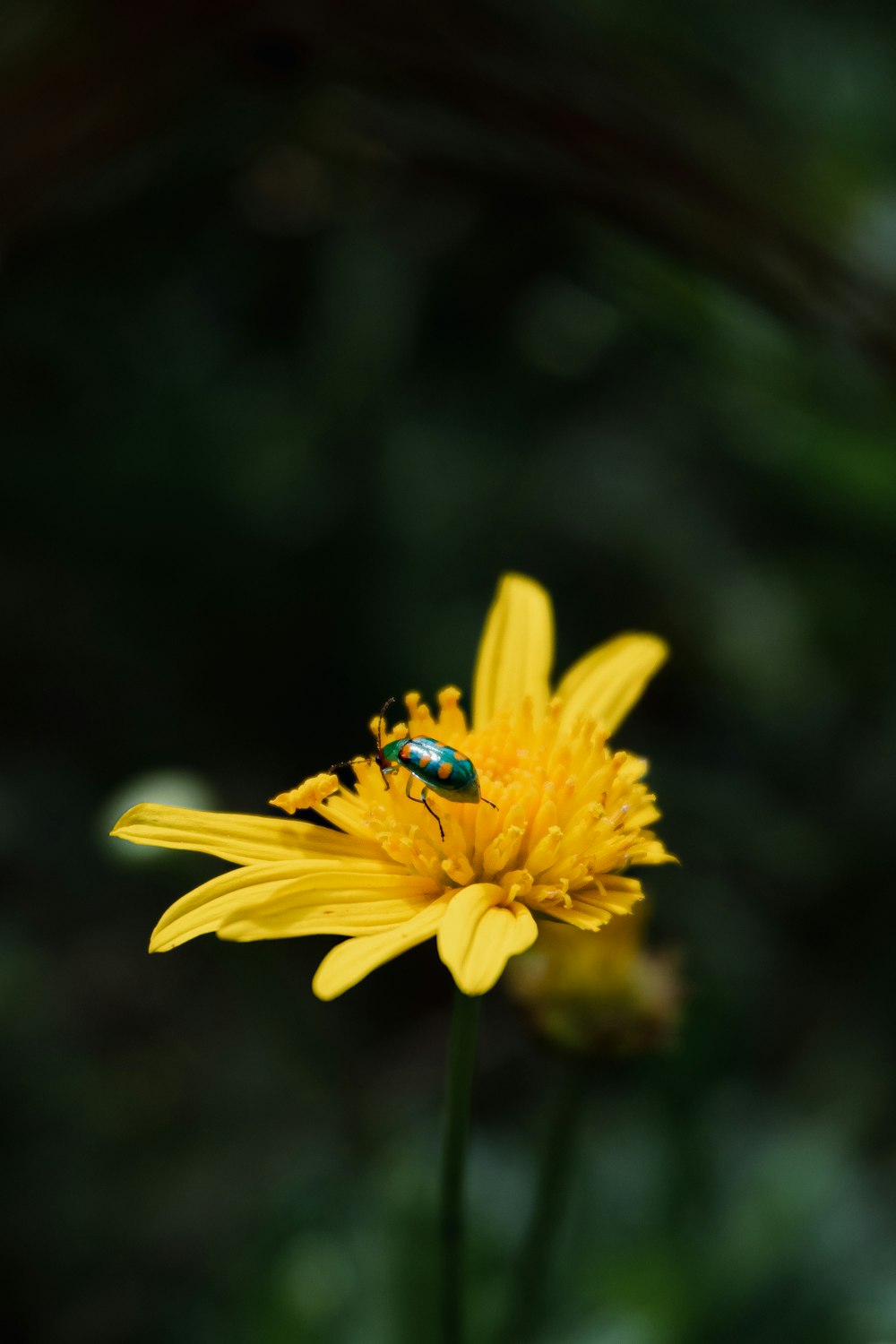 una flor amarilla con un insecto en ella