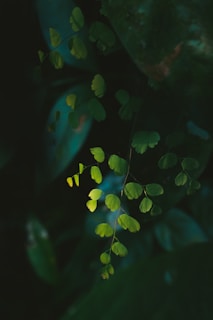 Delicate green leaves resting on crumpled white paper, catching soft light.