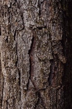 a close up of the bark of a tree